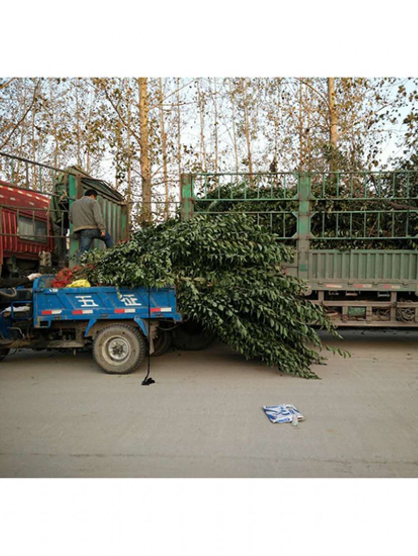 點擊查看詳細信息<br>標題：叢生女貞 閱讀次數：3232